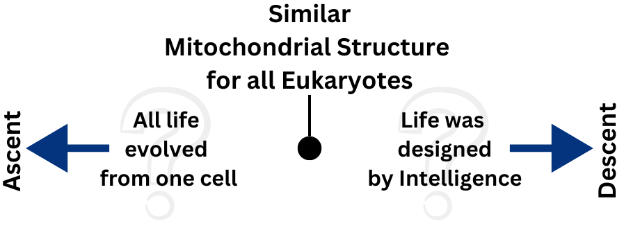 Does similar mitochondrial structure for all eukaryotes point to Ascent or Descent?