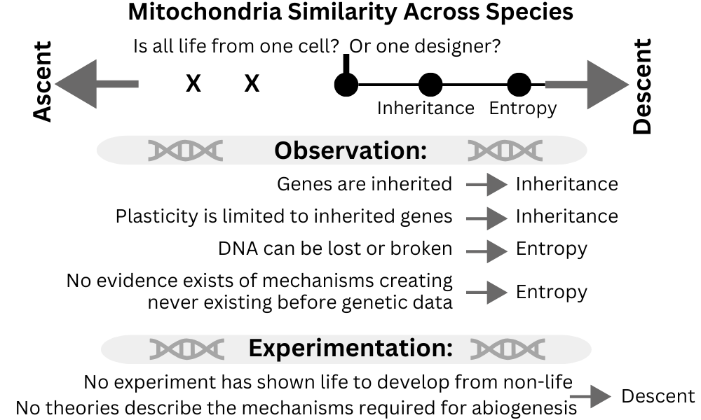 Mitochondria Similarity points to Descent.