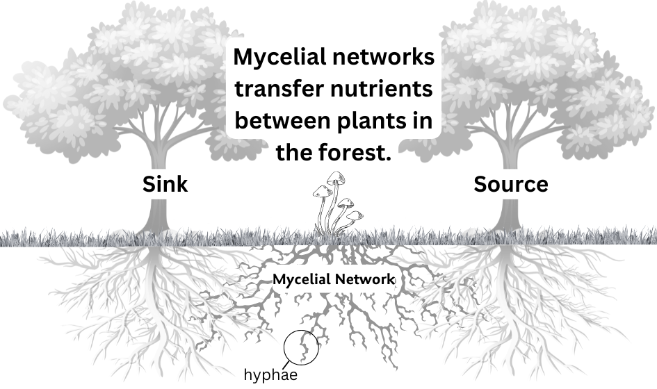 Two trees, one a sink, the other the source for nutrients. Mushrooms grow between them and connect the trees underground with its mycelial network