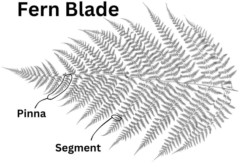 A Barnsley Fern with the Pinna and segment shown.